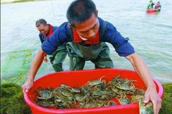 上海大闸蟹价格降一半、销量猛增，大闸蟹的价格缘何下跌？