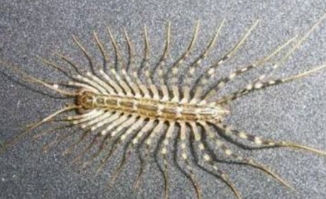 了解蚰蜒的请进，蚰蜒吃蟑螂吗