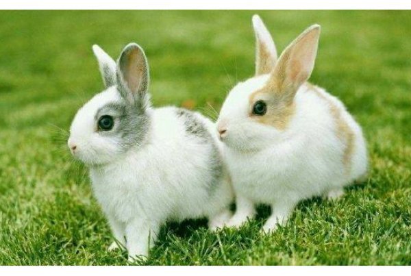 江郎才尽指什么动物