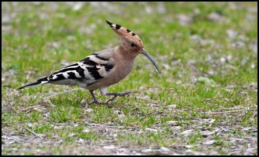 一种叫沙里和尚的鸟，学名叫什么