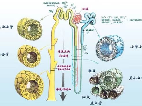 感受到体内那根东西的变化