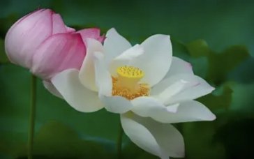 什么是活取莲心？