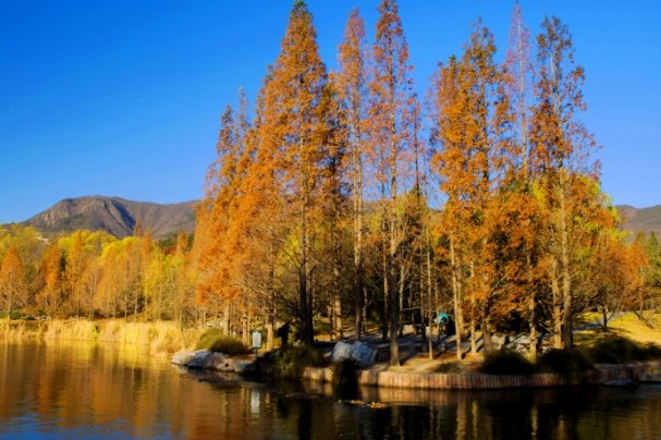 秋的现代诗自创