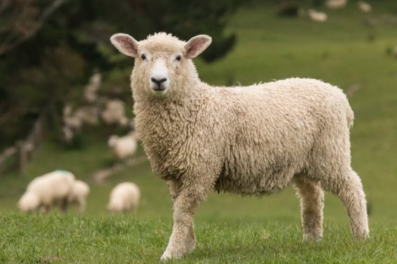 色中饿鬼指什么动物