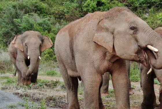 无人机拍下了象群“抱团取暖”的画面，我们为什么会关注暴走的“大象”？
