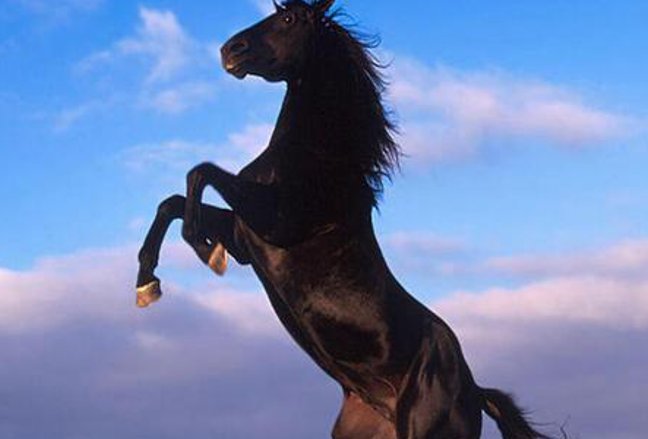 忆昔抚今猜一生肖