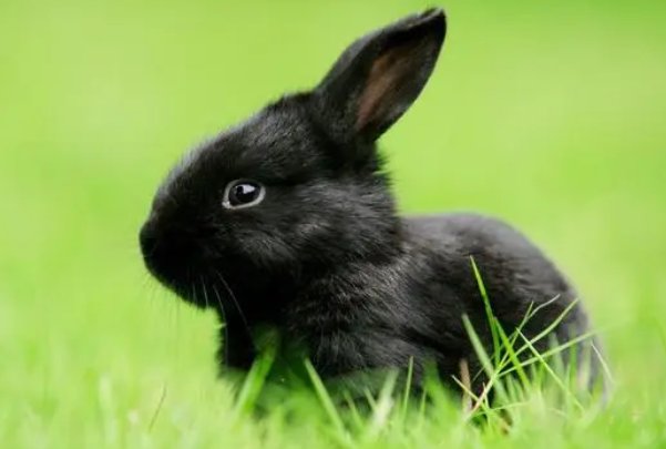 梅花杏花照玉堂打一数字生肖