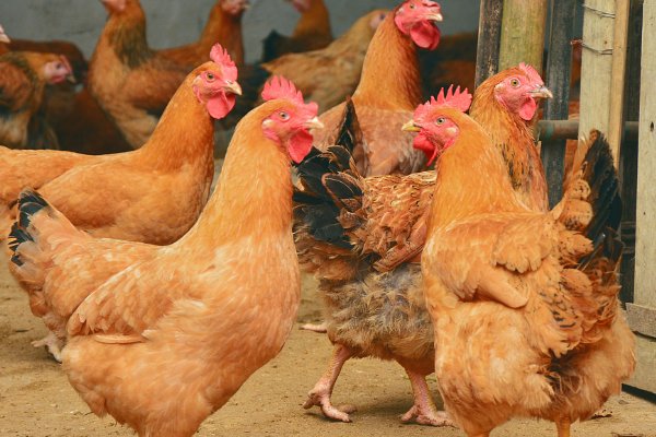 挑字眼儿是什么生肖