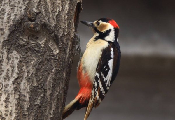 “除虫大将军”有哪些