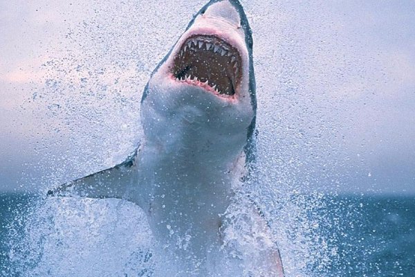 鲨鱼怕虎鲸吗