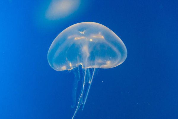 水母有心脏吗图