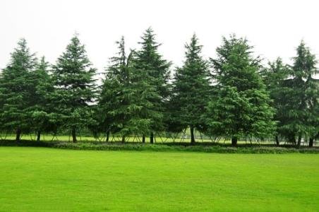 常青树有哪些品种？