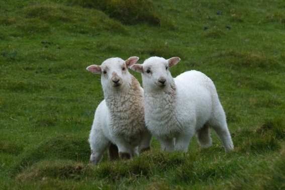 揭干四起打一个生肖