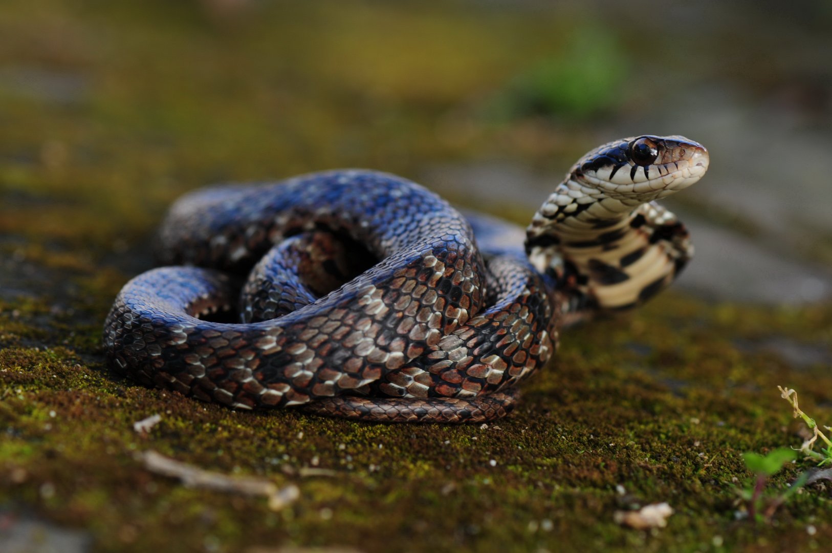 白兔赤乌是什么生肖