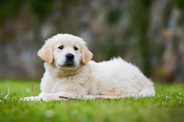 跟踪追击打一准确生肖