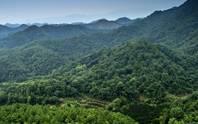 形容森林深处的意境