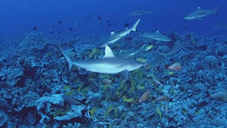 我国海洋生态系统类型不包括什么?