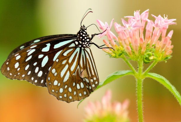 蝴蝶飞舞连续动作的句子