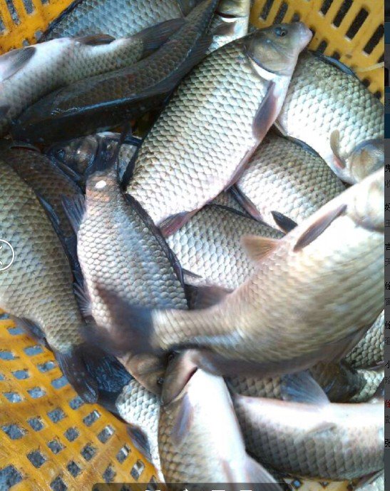 徐州钓鱼网的介绍