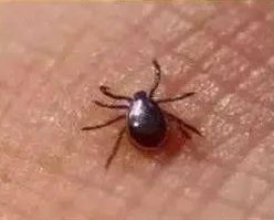 那种叫皮虫的虫子一般会出现在那？咬了会不会有什么危险。皮虫长什么样子，最好有图。