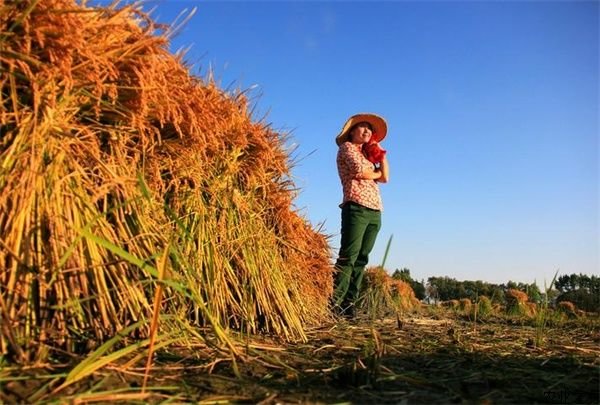 山东小伙国庆穿防护服给老丈人收玉米，这个假期你帮老家收秋了吗？