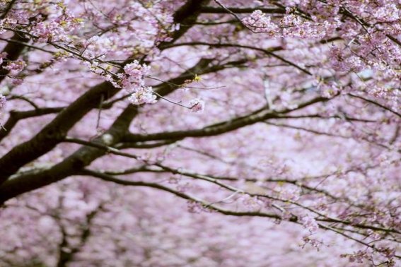 落花时节的意思