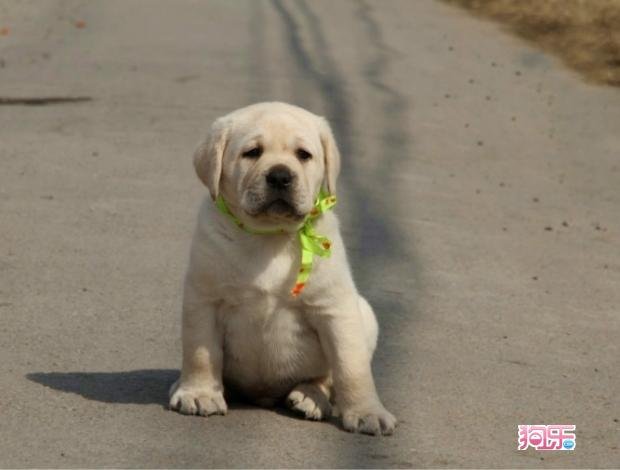 狗网的提供服务