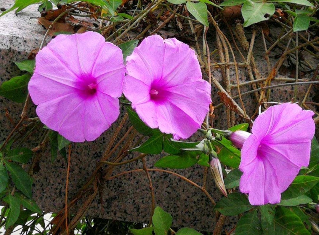 夕颜花和牵牛花的区别是什么啊?