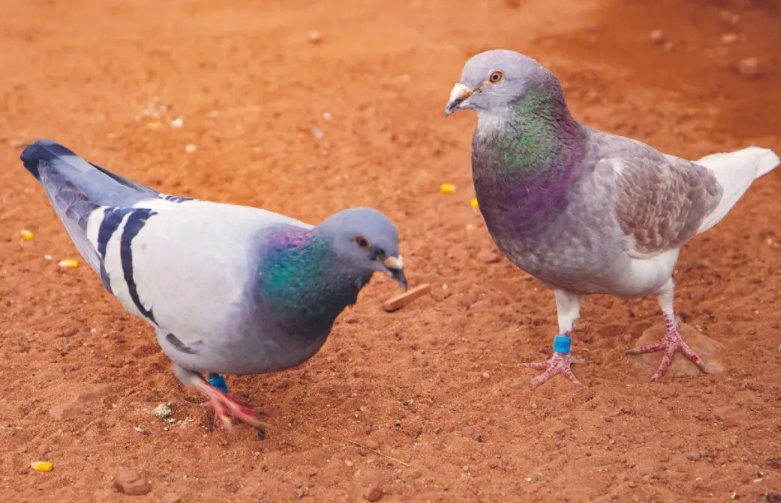 神州辉煌2023公棚规程