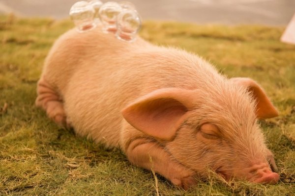 和衣而睡指什么生肖