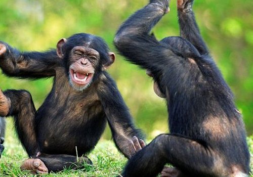 有个“禽兽不如”的笑话谁知道？