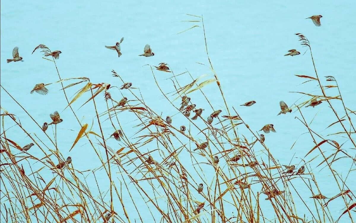 疾风劲草的意思