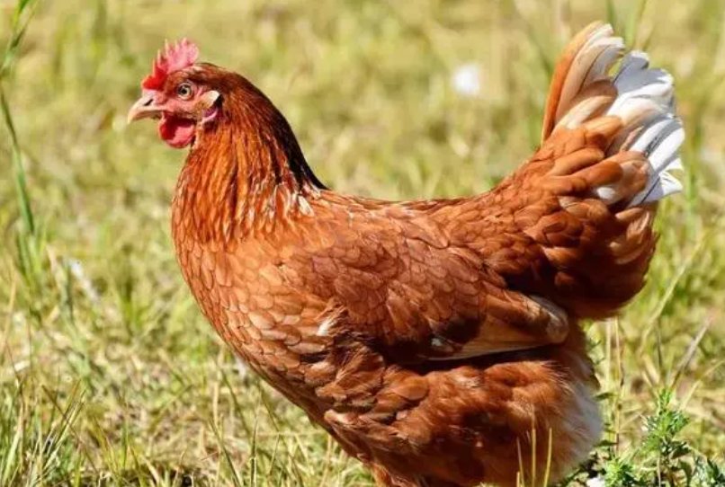 接不上茬比喻什么动物