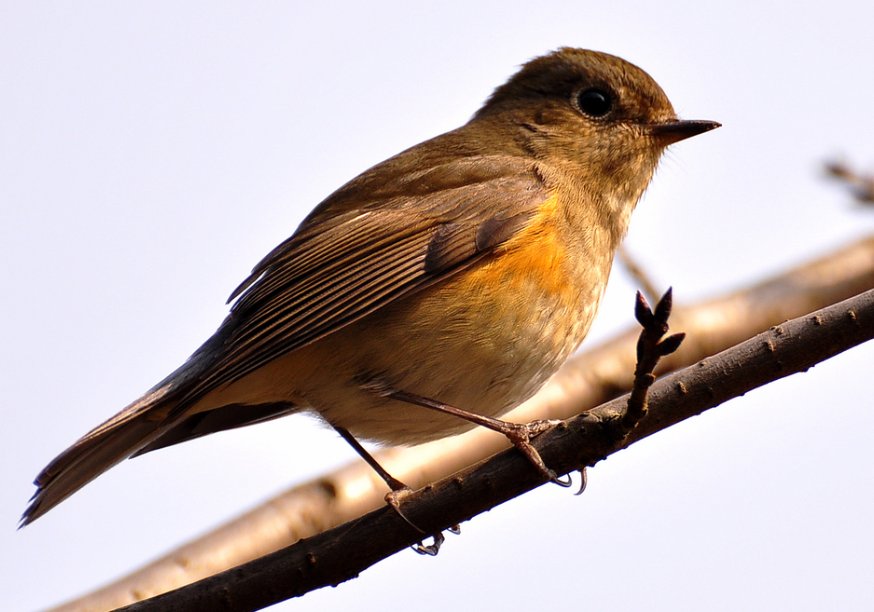 鸟类吃胖后，依靠原有翅膀的力量还能飞起来吗？