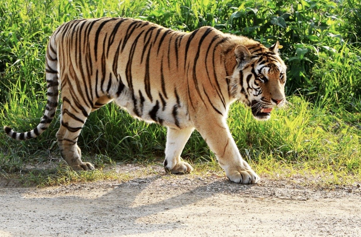 九出十三归指什么生肖