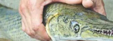 青海也现怪鱼：鱼塘损失1500多斤鱼，围捕怪鱼有哪些难度？