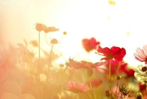 广东有一句话“掂过碌蔗”是什么意思？