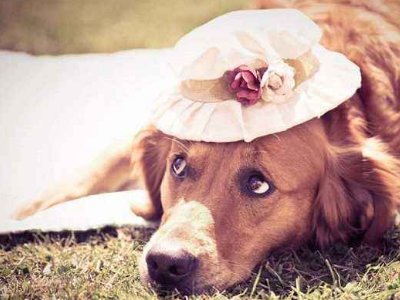 北京哪里有宠物用品批发市场?