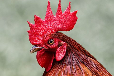 一日三餐的有哪几个生肖动物