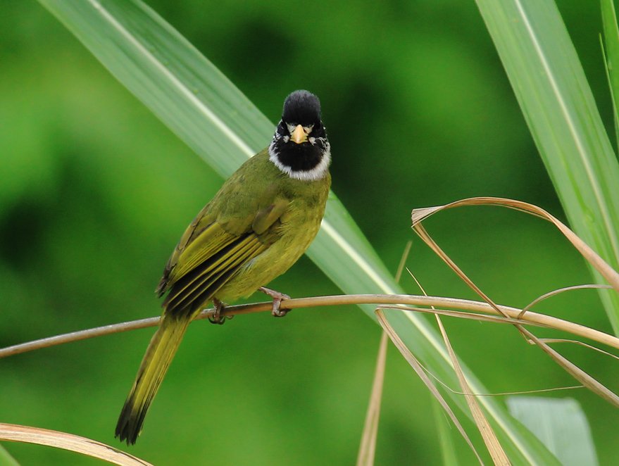 鸟类吃胖后，依靠原有翅膀的力量还能飞起来吗？