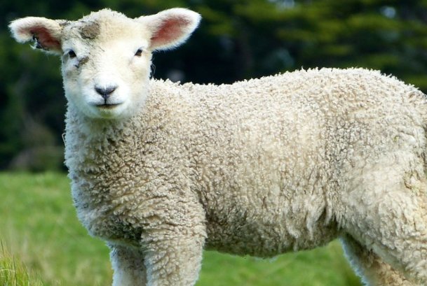 生旦净丑打一正确动物生肖