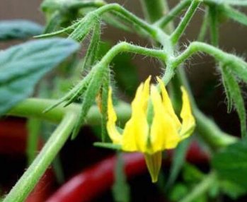 西红柿打叉掐尖图解