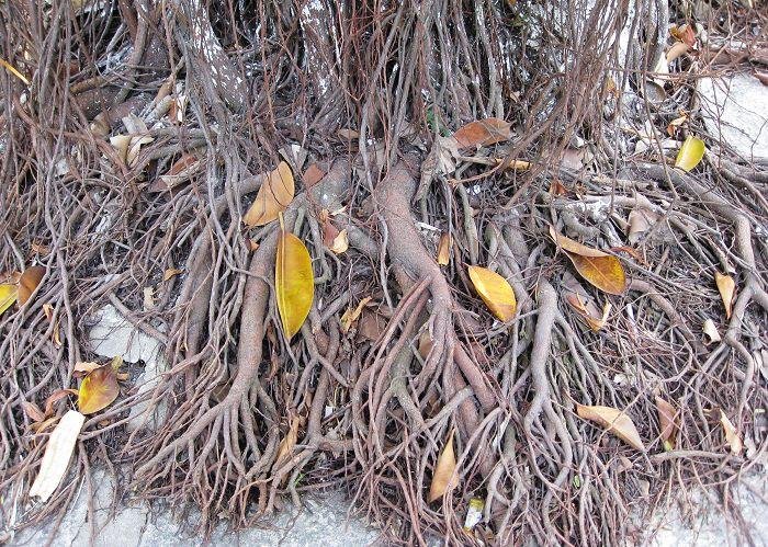 树高千丈，叶落归根，下一句是什么？