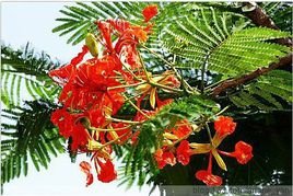 求花楹花（凤凰花）图片，清晰，谢谢