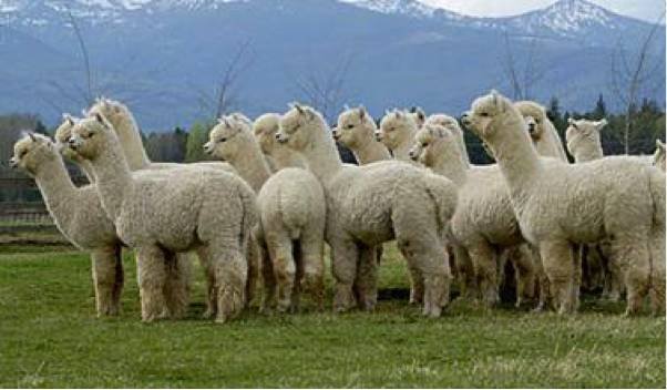 圣诞营救计划的基本信息