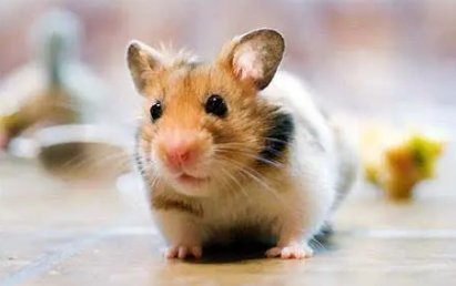 受宠若惊打一生肖