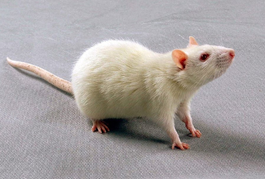 孙庞斗智打动物生肖