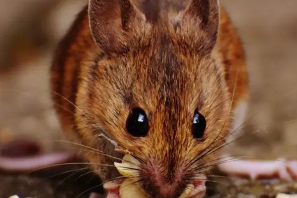 显赫一时指什么生肖动物