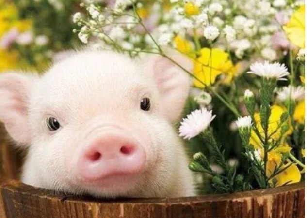 乾坤再造打一个生肖动物