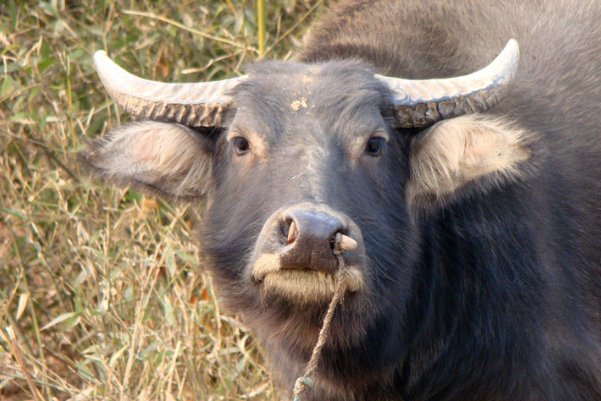 根壮叶茂打一最佳肖